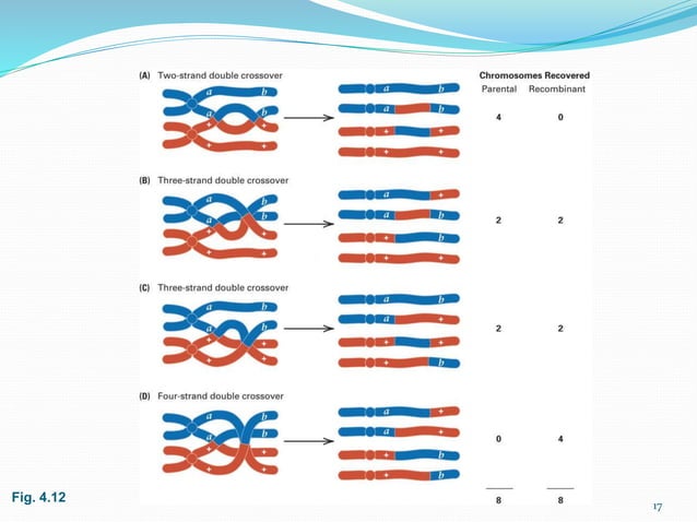 genetic linkage and gene mapping | PPTX