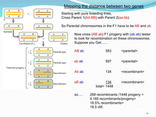 21
Now cross (AB ab) F1 progeny with (ab ab) tester
to look for recombination on these chromosomes.
Suppose you Get……
AB ab 583 <parental>
ab ab 597 <parental>
Ab ab 134 <recombinant>
aB ab 134 <recombinant>
total= 1448
so…. 268 recombinants /1448 progeny =
0.185 recombinants/progeny=
18.5% recombinants=
18.5 cM.
Starting with pure breeding lines,
Cross Parent 1(AA BB) with Parent 2(aa bb)
So Parental chromosomes in the F1 have to be AB and ab
Mapping the distance between two genes
 