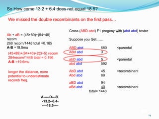 24
Cross (ABD abd) F1 progeny with (abd abd) tester
Suppose you Get……
ABD abd 580 <parental
ABd abd 3
abD abd 5 <parental
abd abd 592
AbD abd 45 <recombinant
Abd abd 89
aBD abd 94
aBd abd 40 <recombinant
total= 1448
Ab + aB = (45+89)+(94+40)
recom
268 recom/1448 total =0.185
A-B =18.5mu
A-----D---B
-13.2--6.4-
----18.5----
So How come 13.2 + 6.4 does not equal 18.5?
We missed the double recombinants on the first pass…
longer the distance, more
potential to underestimate
recomb freq.
(45+89)+(94+40)+2(3+5) recom
284recom/1448 total = 0.196
A-B =19.6mu
 