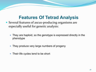 28
Features Of Tetrad Analysis
 Several features of ascus-producing organisms are
especially useful for genetic analysis:
 They are haploid, so the genotype is expressed directly in the
phenotype
 They produce very large numbers of progeny
 Their life cycles tend to be short
 