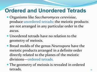 29
Ordered and Unordered Tetrads
 Organisms like Saccharomyces cerevisiae,
produce unordered tetrads: the meiotic products
are not arranged in any particular order in the
ascus.
 Unordered tetrads have no relation to the
geometry of meiosis.
 Bread molds of the genus Neurospora have the
meiotic products arranged in a definite order
directly related to the planes of the meiotic
divisions—ordered tetrads.
 The geometry of meiosis is revealed in ordered
tetrads.
 