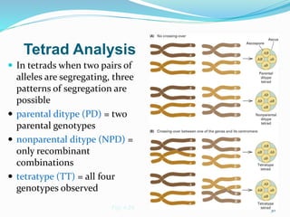 30
Tetrad Analysis
 In tetrads when two pairs of
alleles are segregating, three
patterns of segregation are
possible
 parental ditype (PD) = two
parental genotypes
 nonparental ditype (NPD) =
only recombinant
combinations
 tetratype (TT) = all four
genotypes observed
Fig. 4.24
 