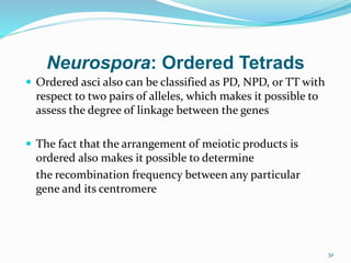 32
Neurospora: Ordered Tetrads
 Ordered asci also can be classified as PD, NPD, or TT with
respect to two pairs of alleles, which makes it possible to
assess the degree of linkage between the genes
 The fact that the arrangement of meiotic products is
ordered also makes it possible to determine
the recombination frequency between any particular
gene and its centromere
 