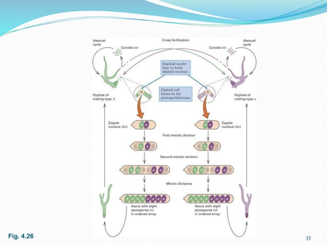 genetic linkage and gene mapping | PPTX