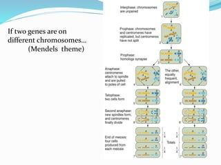 If two genes are on
different chromosomes…
(Mendels theme)
 