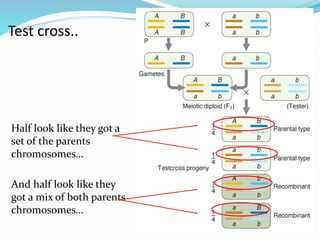Test cross..
Half look like they got a
set of the parents
chromosomes…
And half look like they
got a mix of both parents
chromosomes…
 