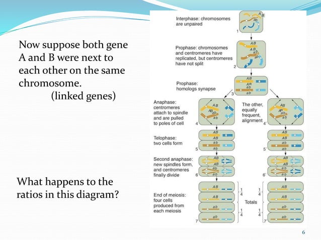 genetic linkage and gene mapping | PPTX