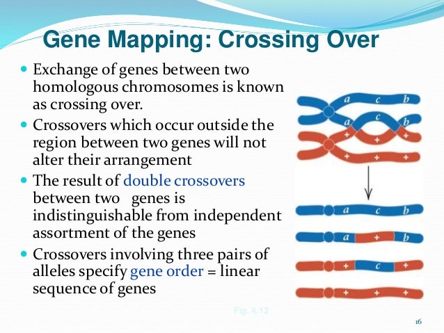 how are the distances between genes determined for a linkage map