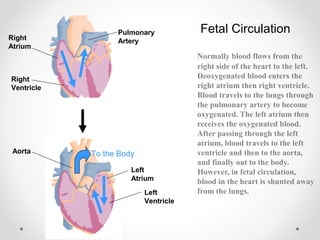 Normally blood flows from the 
right side of the heart to the left. 
Deoxygenated blood enters the 
right atrium then right ventricle. 
Blood travels to the lungs through 
the pulmonary artery to become 
oxygenated. The left atrium then 
receives the oxygenated blood. 
After passing through the left 
atrium, blood travels to the left 
ventricle and then to the aorta, 
and finally out to the body. 
However, in fetal circulation, 
blood in the heart is shunted away 
from the lungs. 
To the Body 
Right 
Atrium 
Right 
Ventricle 
Pulmonary 
Artery 
Aorta 
Left 
Atrium 
Left 
Ventricle 
Fetal Circulation 
 