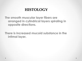 HHIISSTTOOLLOOGGYY 
The smooth muscular layer fibers are 
arranged in cylindrical layers spiraling in 
opposite directions. 
There is increased mucoid substance in the 
intimal layer. 
 