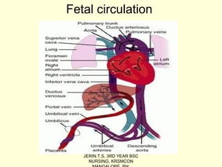 Fetal circulation
JERIN.T.S, 3RD YEAR BSC
NURSING, KRSMCON
 