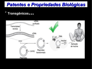 Patentes ee PPrroopprriieeddaaddeess BBiioollóóggiiccaass 
➢ Transgênicos... 
 