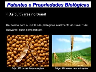 Patentes ee PPrroopprriieeddaaddeess BBiioollóóggiiccaass 
➢ As cultivares no Brasil 
De acordo com o SNPC são protegidas atualmente no Brasil 1265 
cultivares, quais destacam-se: 
Soja: 636 novas denominações Trigo: 128 novas denominações 
 