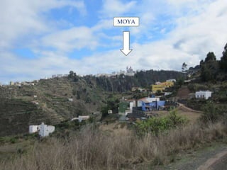 MOYA





 