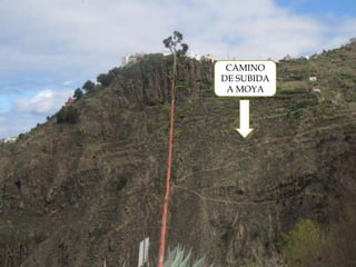     CAMINO
    DE SUBIDA
     A MOYA
 