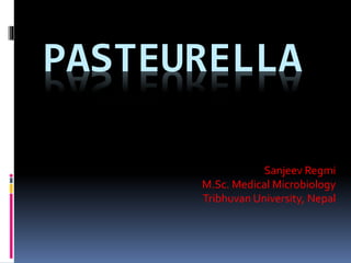 PASTEURELLA
Sanjeev Regmi
M.Sc. Medical Microbiology
Tribhuvan University, Nepal
 