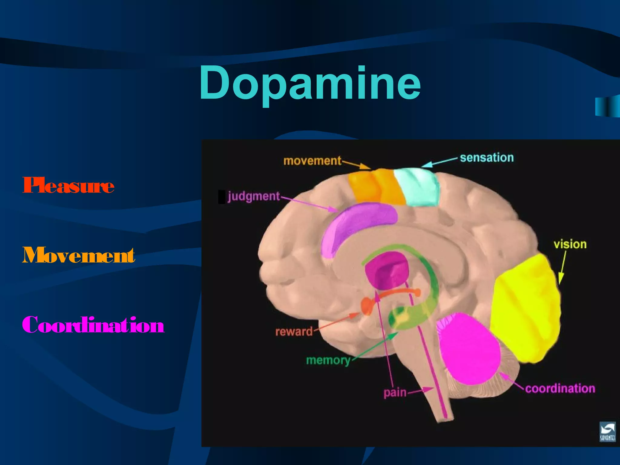 Dopamine
Pleasure
Movement
Coordination
 