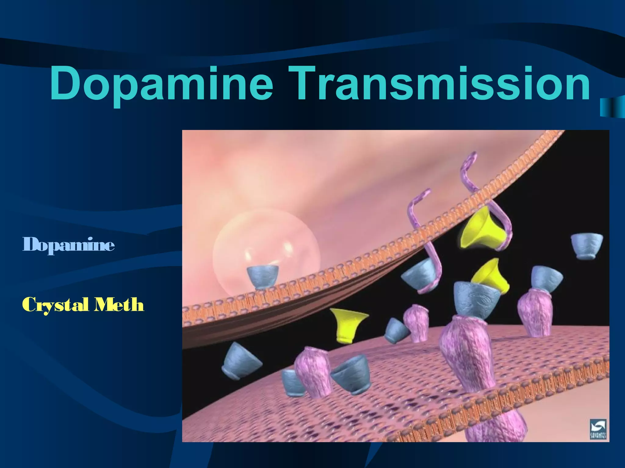 Dopamine Transmission
Dopamine
Crystal Meth
 