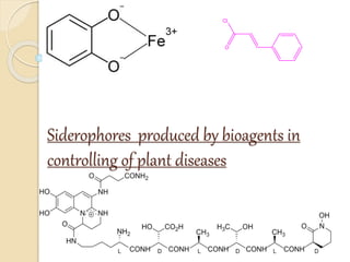 Cl 
O 
Siderophores produced by bioagents in 
controlling of plant diseases 
 