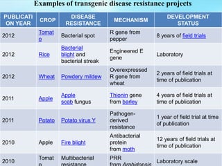 Examples of transgenic disease resistance projects
PUBLICATI
ON YEAR
CROP
DISEASE
RESISTANCE
MECHANISM
DEVELOPMENT
STATUS
2012
Tomat
o
Bacterial spot
R gene from
pepper
8 years of field trials
2012 Rice
Bacterial
blight and
bacterial streak
Engineered E
gene
Laboratory
2012 Wheat Powdery mildew
Overexpressed
R gene from
wheat
2 years of field trials at
time of publication
2011 Apple
Apple
scab fungus
Thionin gene
from barley
4 years of field trials at
time of publication
2011 Potato Potato virus Y
Pathogen-
derived
resistance
1 year of field trial at time
of publication
2010 Apple Fire blight
Antibacterial
protein
from moth
12 years of field trials at
time of publication
2010
Tomat Multibacterial PRR
Laboratory scale
 