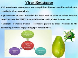 Virus Resistance
Virus resistance makes plants less susceptible to diseases caused by such viruses,
resulting in higher crop yields.
 phenomenon of cross protection has been used in order to reduce infection
caused by virus like TMV, Potato spindle tuber viroid, Citrus Tristeza virus.
Example- Hawaiian Papaya- Hawaiian papaya is made resistant to the
devastating effects of Papaya Ring Spot Virus (PRSV).
 