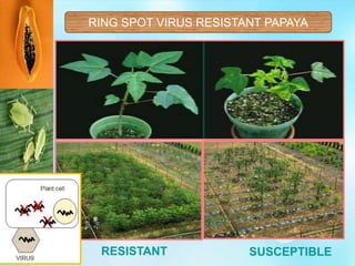 RING SPOT VIRUS RESISTANT PAPAYA
SUSCEPTIBLERESISTANT
 