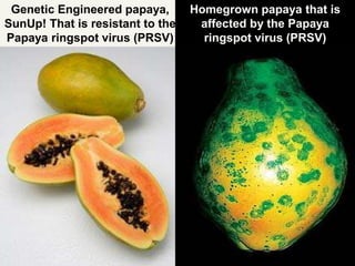 Genetic Engineered papaya,
SunUp! That is resistant to the
Papaya ringspot virus (PRSV)
Homegrown papaya that is
affected by the Papaya
ringspot virus (PRSV)
 