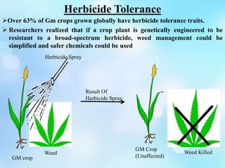 Herbicide Tolerance
Over 63% of Gm crops grown globally have herbicide tolerance traits.
 Researchers realized that if a crop plant is genetically engineered to be
resistant to a broad-spectrum herbicide, weed management could be
simplified and safer chemicals could be used
GM crop
GM Crop
(Unaffected)
Weed KilledWeed
Herbicide Spray
Result Of
Herbicide Spray
 