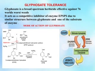 GLYPHOSATE TOLERANCE
Glyphosate is a broad spectrum herbicide effective against 76
worlds worst weeds
It acts as a competitive inhibitor of enzyme EPSPS due to
similar strucrure between glyphosate and one of the substrate
of enzyme .
MODE OF ACTION OF GLYPHOSATE
 