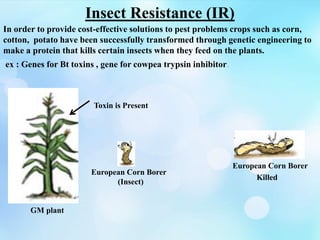 Insect Resistance (IR)
GM plant
Killed
European Corn Borer
Toxin is Present
European Corn Borer
(Insect)
In order to provide cost-effective solutions to pest problems crops such as corn,
cotton, potato have been successfully transformed through genetic engineering to
make a protein that kills certain insects when they feed on the plants.
ex : Genes for Bt toxins , gene for cowpea trypsin inhibitor.
 