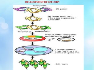 DEVELOPMENT OF GM CORN
 