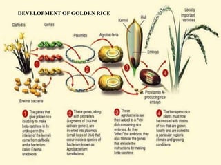 DEVELOPMENT OF GOLDEN RICE
 