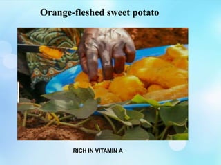 Orange-fleshed sweet potato
RICH IN VITAMIN A
 