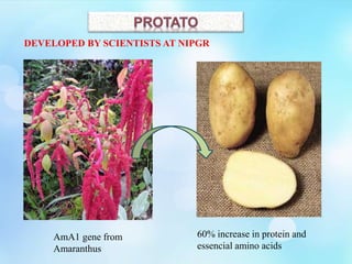 AmA1 gene from
Amaranthus
60% increase in protein and
essencial amino acids
DEVELOPED BY SCIENTISTS AT NIPGR
 