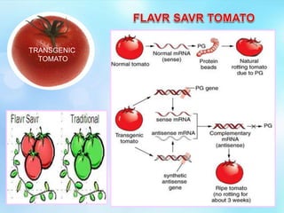 TRANSGENIC
TOMATO
 