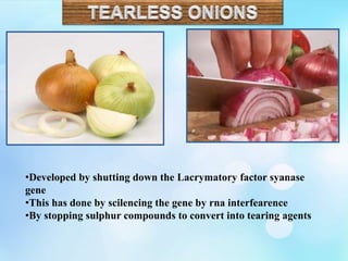 •Developed by shutting down the Lacrymatory factor syanase
gene
•This has done by scilencing the gene by rna interfearence
•By stopping sulphur compounds to convert into tearing agents
 