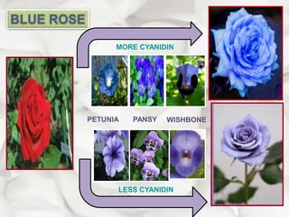 MORE CYANIDIN
LESS CYANIDIN
PETUNIA PANSY WISHBONE
 