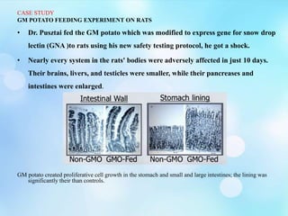 CASE STUDY
GM POTATO FEEDING EXPERIMENT ON RATS
• Dr. Pusztai fed the GM potato which was modified to express gene for snow drop
lectin (GNA )to rats using his new safety testing protocol, he got a shock.
• Nearly every system in the rats' bodies were adversely affected in just 10 days.
Their brains, livers, and testicles were smaller, while their pancreases and
intestines were enlarged.
GM potato created proliferative cell growth in the stomach and small and large intestines; the lining was
significantly their than controls.
 