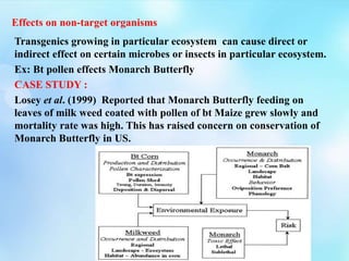 Effects on non-target organisms
Transgenics growing in particular ecosystem can cause direct or
indirect effect on certain microbes or insects in particular ecosystem.
Ex: Bt pollen effects Monarch Butterfly
CASE STUDY :
Losey et al. (1999) Reported that Monarch Butterfly feeding on
leaves of milk weed coated with pollen of bt Maize grew slowly and
mortality rate was high. This has raised concern on conservation of
Monarch Butterfly in US.
 