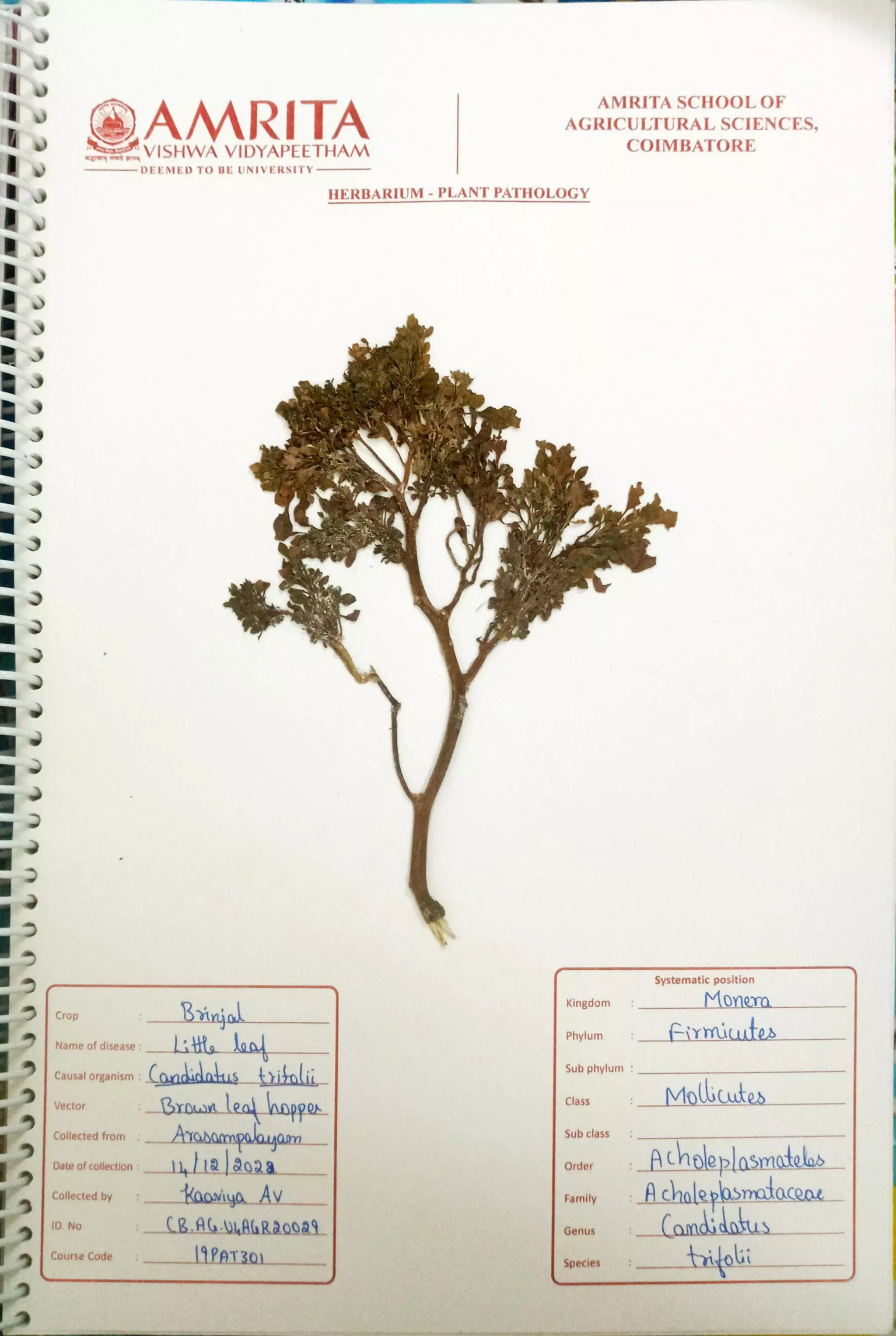 Pathology Herbarium.pdf