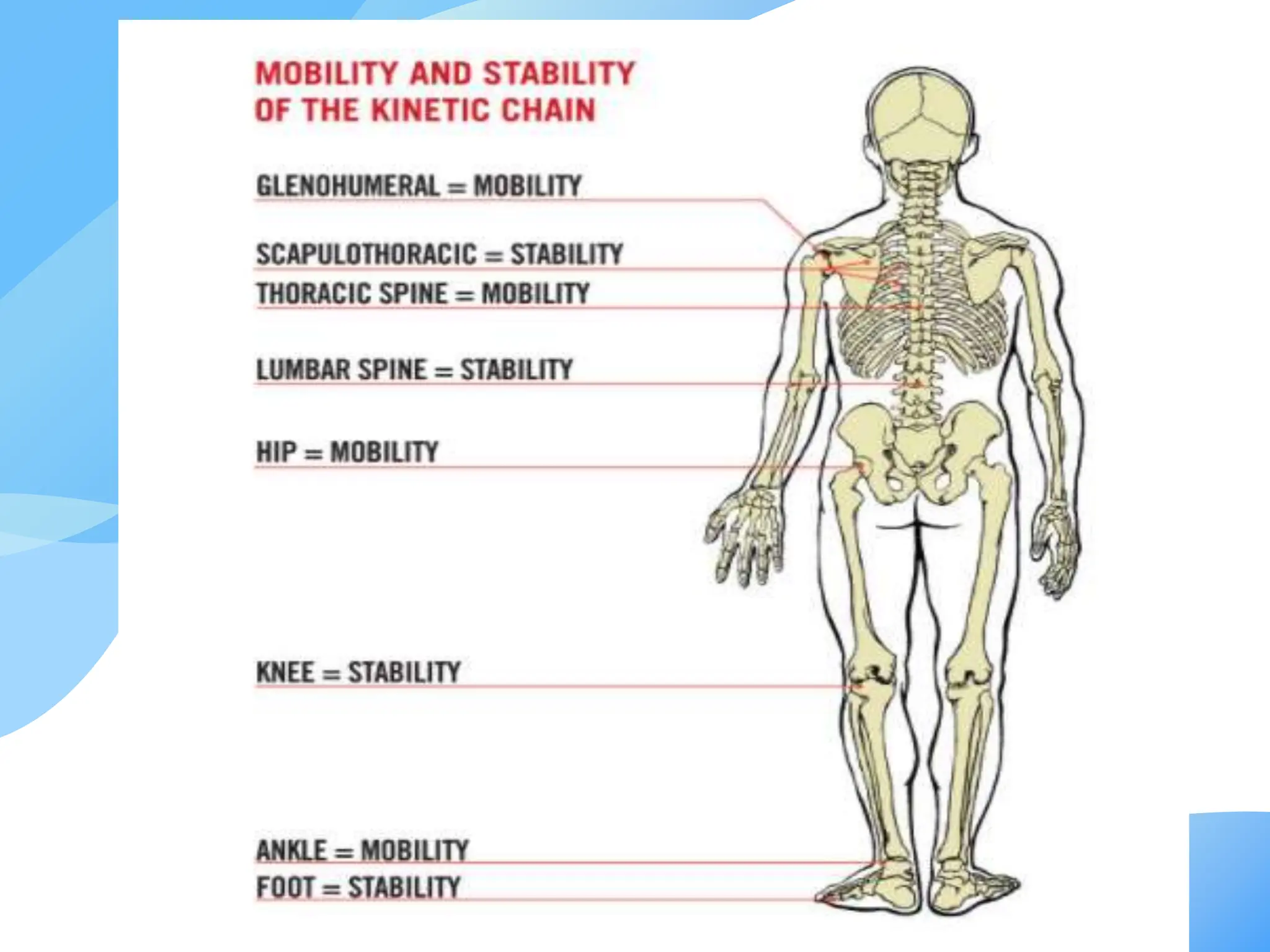 Pathfit Core Anatomy Anatomical Position And Directional Terms Pptx