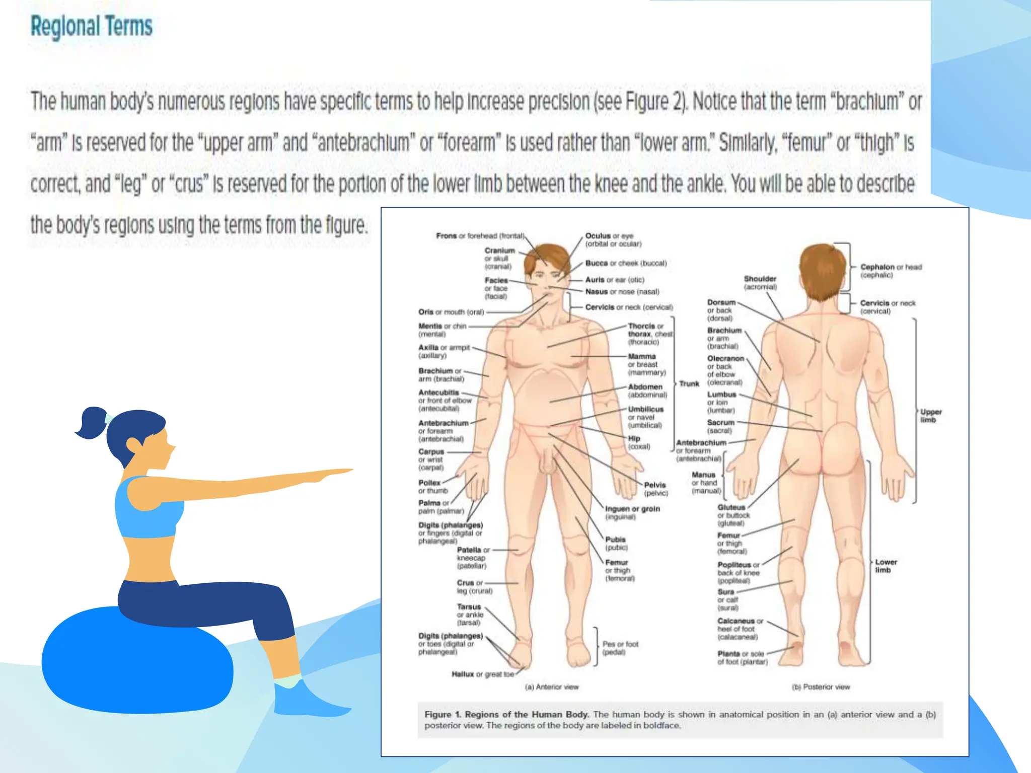 PATHFIT-CORE-ANATOMY-ANATOMICAL-POSITION-AND-DIRECTIONAL-TERMS.pptx