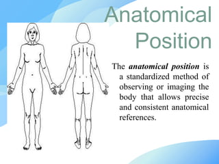 The anatomical position is
a standardized method of
observing or imaging the
body that allows precise
and consistent anatomical
references.
Anatomical
Position
 