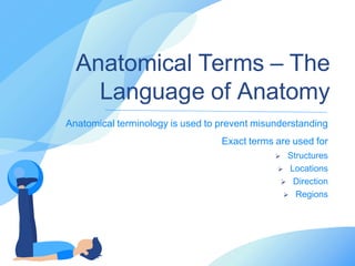 Anatomical Terms – The
Language of Anatomy
Anatomical terminology is used to prevent misunderstanding
Exact terms are used for
 Structures
 Locations
 Direction
 Regions
 