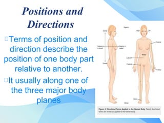 Terms of position and
direction describe the
position of one body part
relative to another.
It usually along one of
the three major body
planes
Positions and
Directions
 