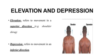 ELEVATION AND DEPRESSION
• Elevation- refers to movement in a
superior direction (e.g. shoulder
shrug)
• Depression- refers to movement in an
inferior direction.
 