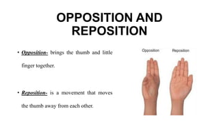 OPPOSITION AND
REPOSITION
• Opposition- brings the thumb and little
finger together.
• Reposition- is a movement that moves
the thumb away from each other.
 