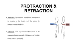 PROTRACTION &
RETRACTION
• Protraction- describes the anterolateral movement of
the scapula on the thoracic wall that allows the
shoulder to move anteriorly.
• Retraction- refers to posteromedial movement of the
scapula on the thoracic wall, which causes the shoulder
region to move posteriorly.
 
