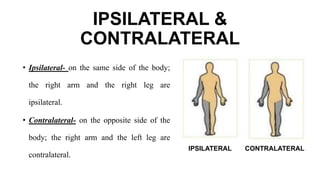 IPSILATERAL &
CONTRALATERAL
IPSILATERAL CONTRALATERAL
• Ipsilateral- on the same side of the body;
the right arm and the right leg are
ipsilateral.
• Contralateral- on the opposite side of the
body; the right arm and the left leg are
contralateral.
 