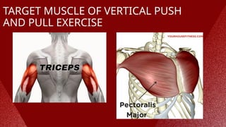 TARGET MUSCLE OF VERTICAL PUSH
AND PULL EXERCISE
 